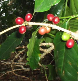 Ripe coffee cherries